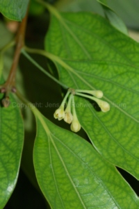 Cinnamomum japonicum with inflorescence
