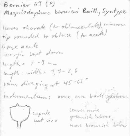Mespilodaphne bernieri Baillon, Syntype Bernier 69