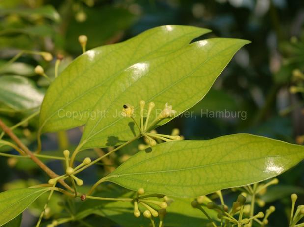 Cinnamomum japonicum Siebold, JR26262