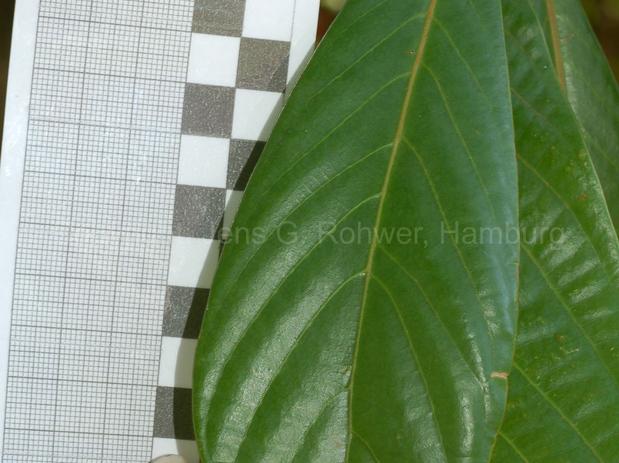 Phoebe spec., JR60009